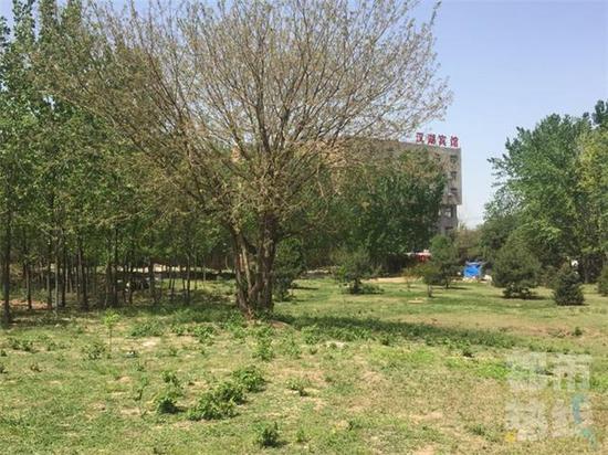 西安市石化大道樹林驚現男尸。