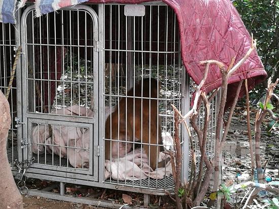 西安一小区变身“动物园”，猴子马儿成邻居。