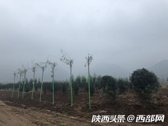 鄠邑区山水草堂、达观天下复绿现场。