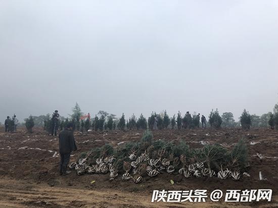 鄠邑区山水草堂、达观天下复绿现场。