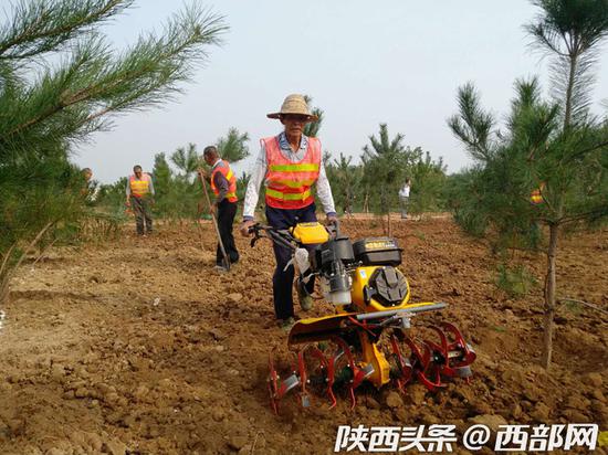 路易山庄违建别墅拆除后复绿现场。