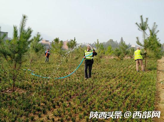 长安区上王村的东星违建项目复绿现场。