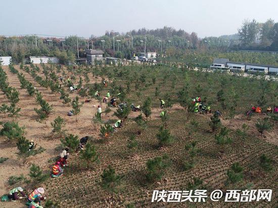 长安区上王村的东星违建项目复绿现场。