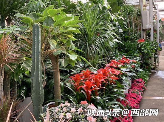 正在一旁挑選綠植的韓女士說，今天朋友的店開業(yè)，專程來買個(gè)花籃送過去。