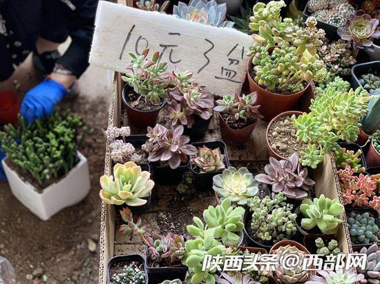 记者走访花卉市场发现，今年多肉植物价格大跳水。