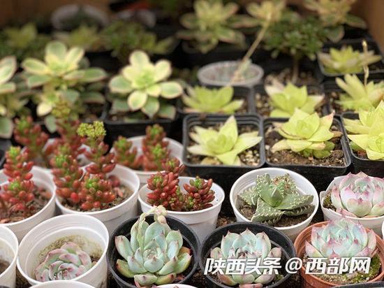 多肉植物价格跳水,现在100元能买一阳台多肉!