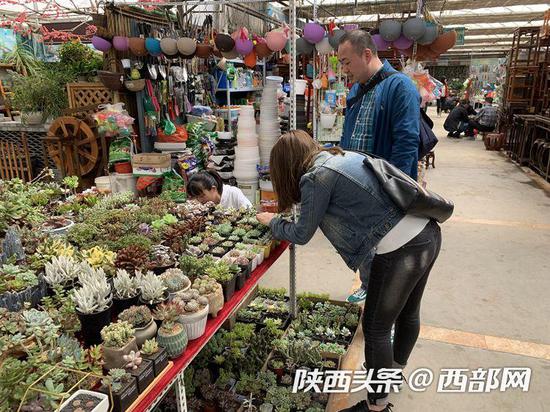 记者走访花卉市场发现,今年多肉植物价格大跳水。