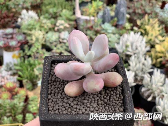 多肉植物价格跳水,现在100元能买一阳台多肉!