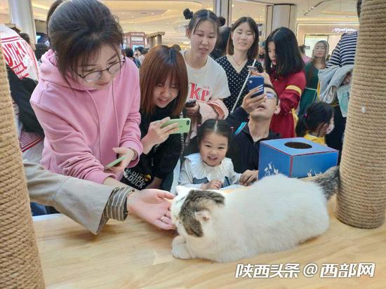 西安大融城举行猫咪园游会