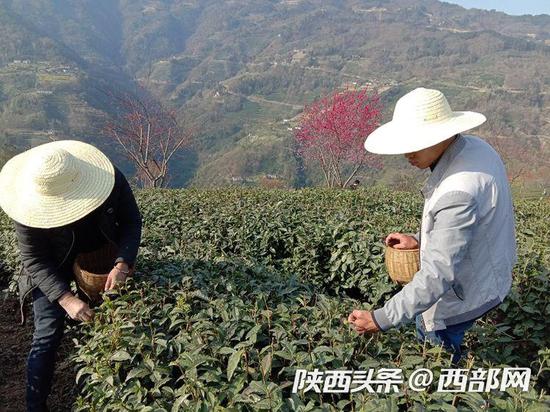 紫阳县茶山群众采茶现场