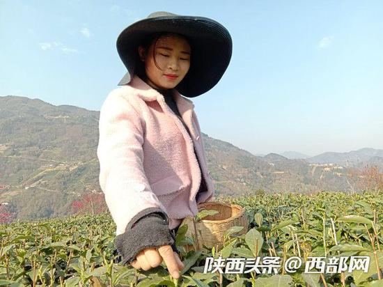 紫阳县茶山群众采茶现场