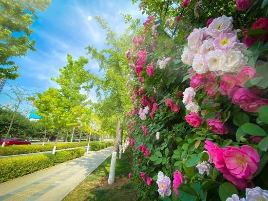 绿色环绕,鲜花相伴,西安会展新地标真靓!