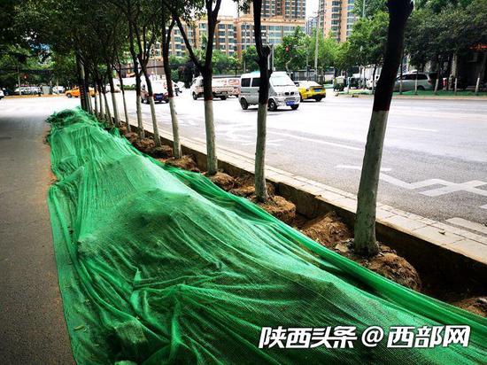 每棵樹(shù)都編有號(hào)，工作人員表示后期這些樹(shù)會(huì)再遷移回來(lái)。