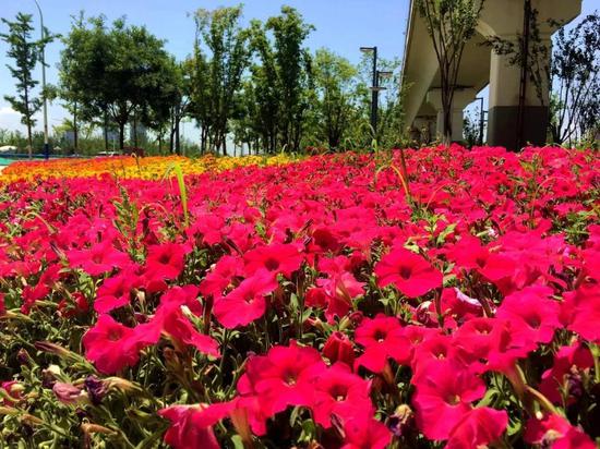 绿色环绕,鲜花相伴,西安会展新地标真靓!