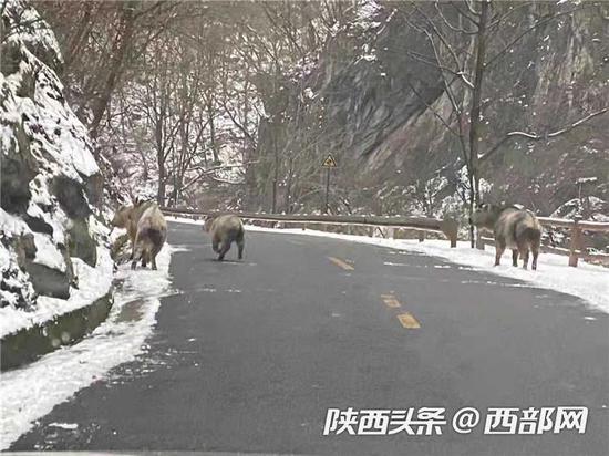 太白山景區(qū)發(fā)現(xiàn)多頭羚牛下山覓食