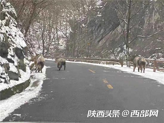 太白山景区发现多头羚牛下山觅食