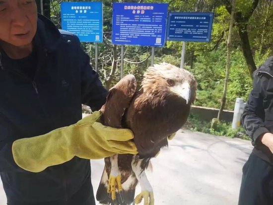 救助国家一级保护动物金雕