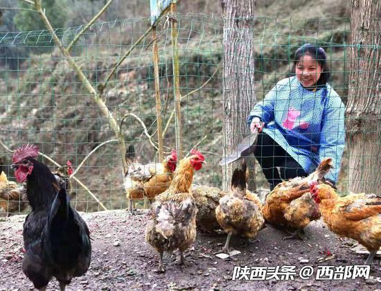 干完农活,陈金兰回家后的第一件事就是喂鸡。