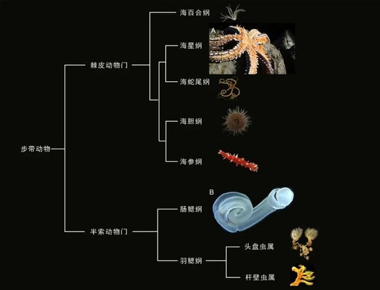 现生步带动物的主要类群