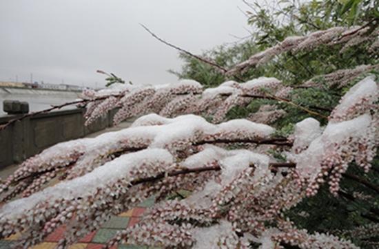 六月暴雪,红柳花冰中绽放