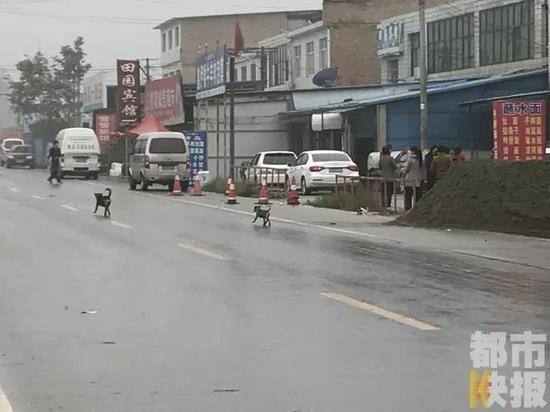 除了野狗出没的黑河河堤路，记者在周至县楼观镇的街道上也能看到，不少无人看管的犬只随意乱跑，沿街觅食。