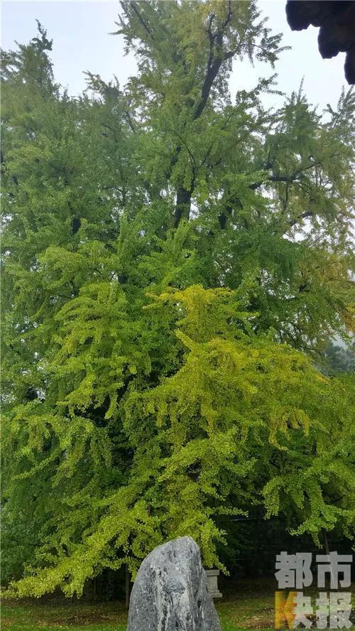 记者注意到，这棵千年古树现在的树叶还是绿色偏多，没有全部发黄，要等到满树金黄估计还得等上几天。