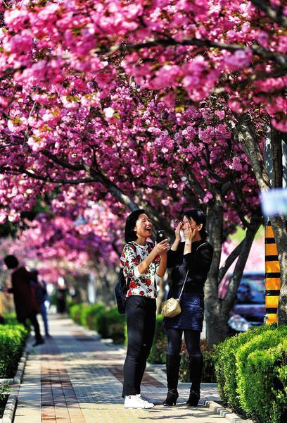 樱花树下，游客纷纷拍照留念。 本报记者 赵晨摄