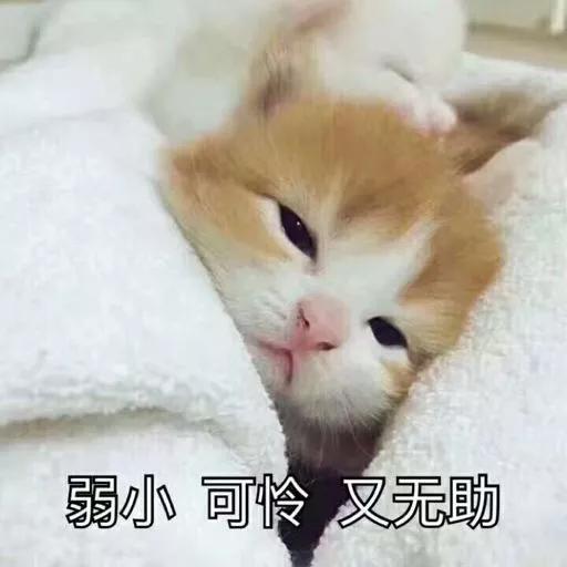 雖說這銷售沒給賣