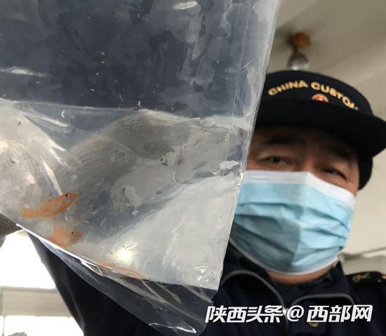  西安海關首次在入境國際郵件中截獲活體觀賞魚。