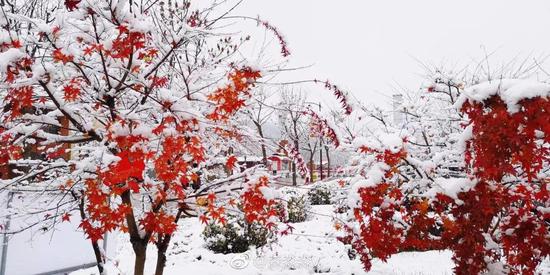 延安黄陵国家森林公园降雪