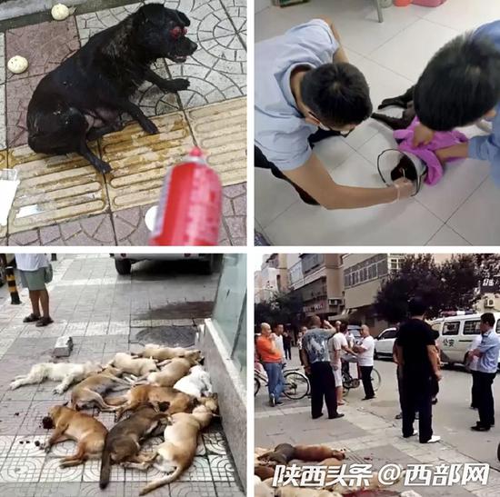 二十多只狗西安街头遭暴打，图片来自于“西安救助无私团队”微博。