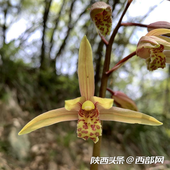 秦岭国家植物园发现中国最北端野生蕙兰种群