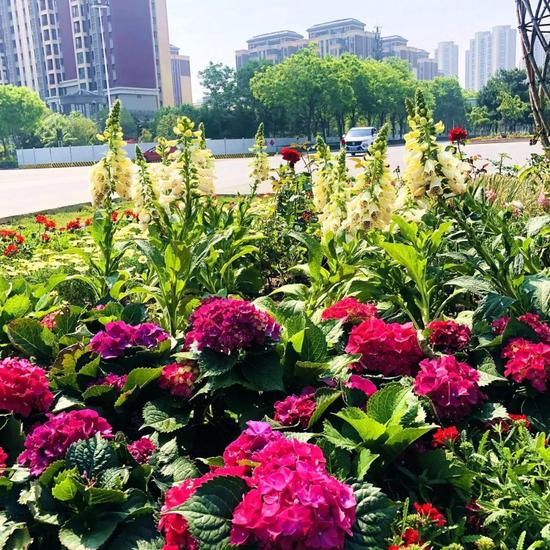 绿色环绕,鲜花相伴,西安会展新地标真靓!