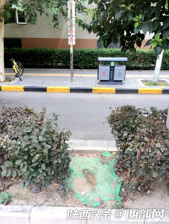 在510路公交车贞观路·凤城五路口站,绿化带中已经被乘客踩出了一条“小径”。
