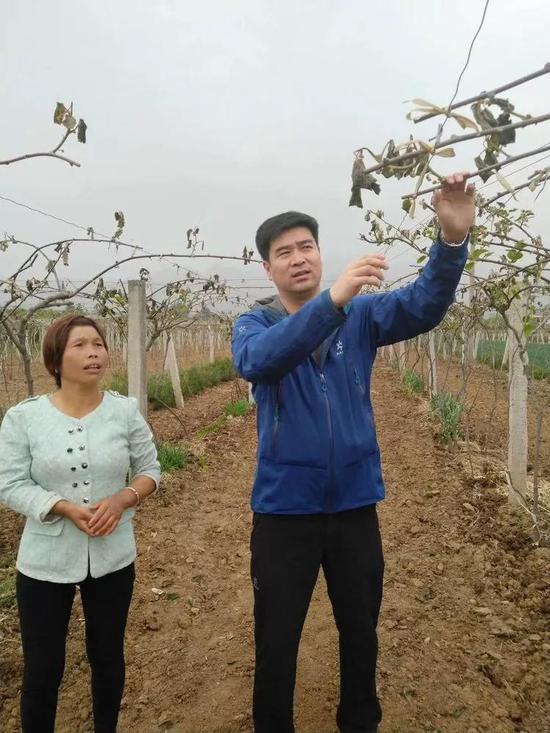 市统筹办干部指导贫困户科学管理猕猴桃园