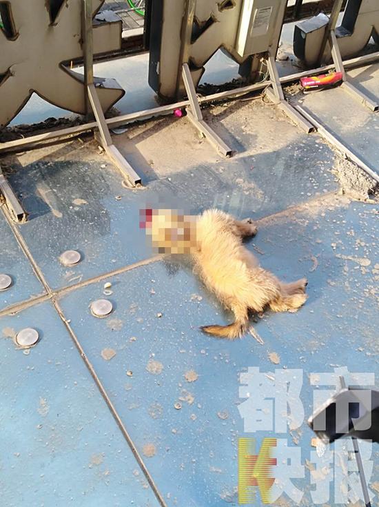 高空墜物又來了，這次有住戶扔下一只狗！