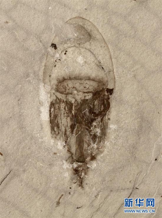 “清江生物群”中发现的水母化石。新华社发(西北大学供图)