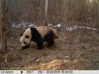 海塘河沟道布设的红外线相机拍摄到的大熊猫