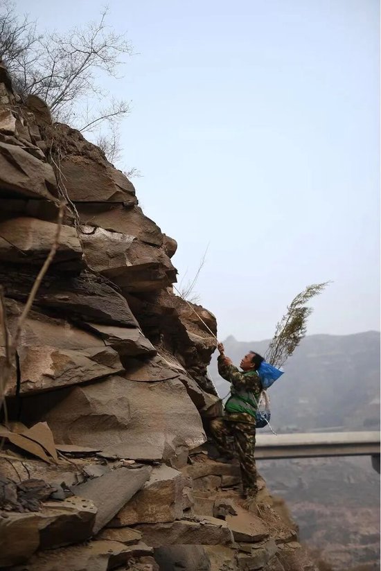 王永红在悬崖上种树。