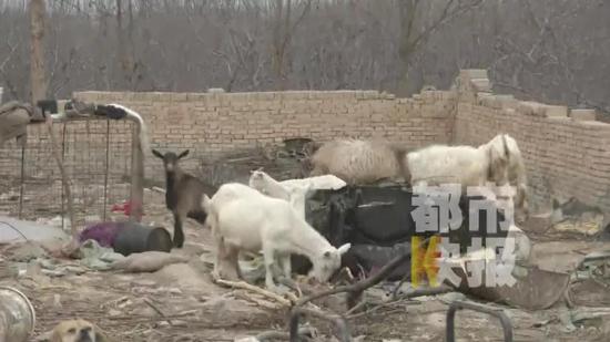 死者家屬：“我哥說不賠錢就拉羊，還沒拉羊呢，對方就拿起一把鐮刀。”