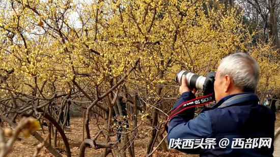 腊梅、迎春花引来了不少摄影爱好者前来捕捉美景。