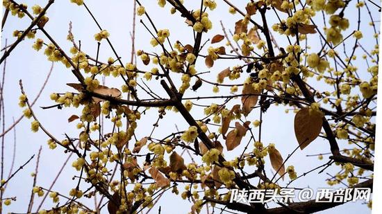 在公园的另一角,朵朵腊梅?#22253;?#28982;于枝头。