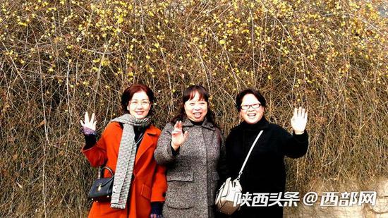 西安兴庆公园里腊梅“辞旧”迎春花“报喜” 惹游客驻足玩赏。