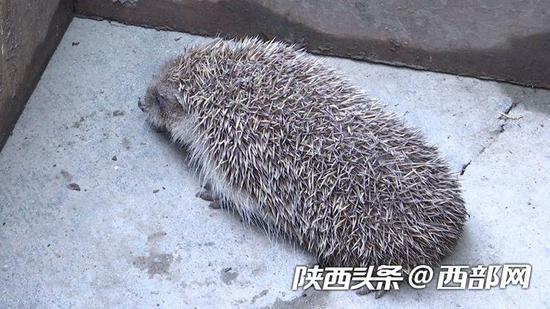 跟着大刺猬一起“闹绝食”的小刺猬。