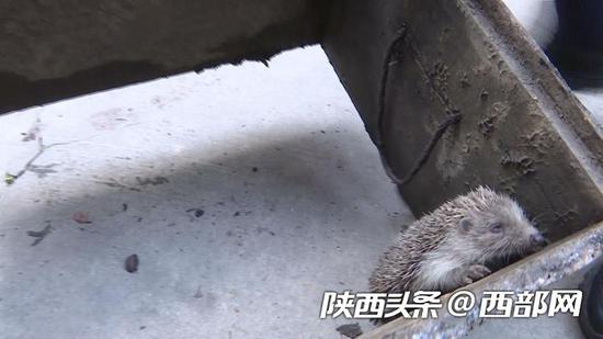 吃了蜜蜂被抓获而意欲潜逃的小刺猬。
