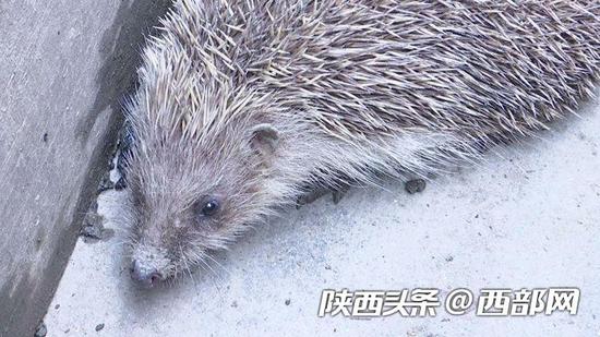 拒绝进食的刺猬。