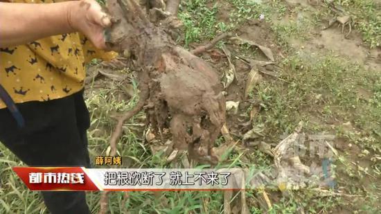 猕猴桃树被砍的当晚,当地下了一场大雨,果园里也清晰留下了可疑的脚印。