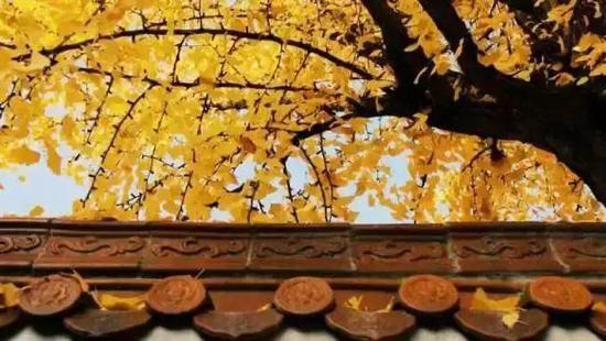 片片银杏叶挂满枝头