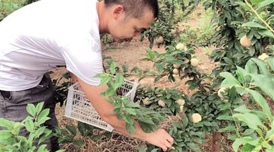刘攀在果园摘果子