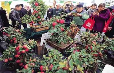 11月7日，在杨凌农高会现代特色农业创新展上，一盆盆果实累累的苹果盆栽吸引市民围观。 本报记者 陈飞波 摄